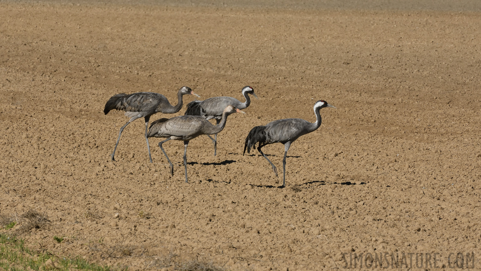 Grus grus [400 mm, 1/500 Sek. bei f / 20, ISO 800]